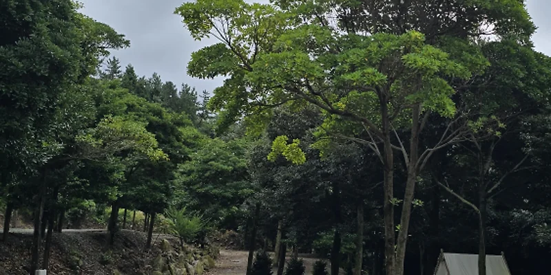 진도 카멜리아 힐즈 오토캠핑장 진도군 애견숙소