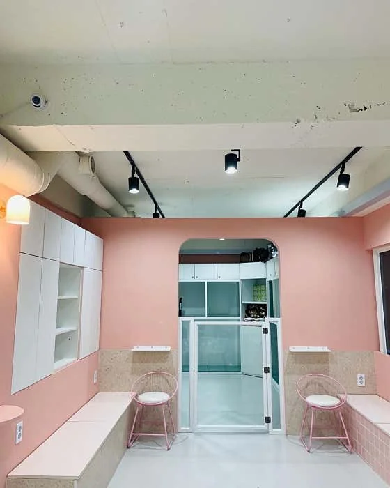 개상전애견카페 서울 애견카페