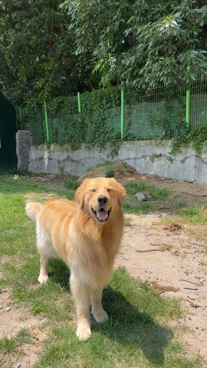 보라눈나 울산 동구 애견카페