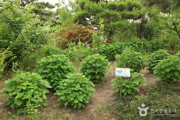 울산테마식물수목원 울산 동구 애견여행지