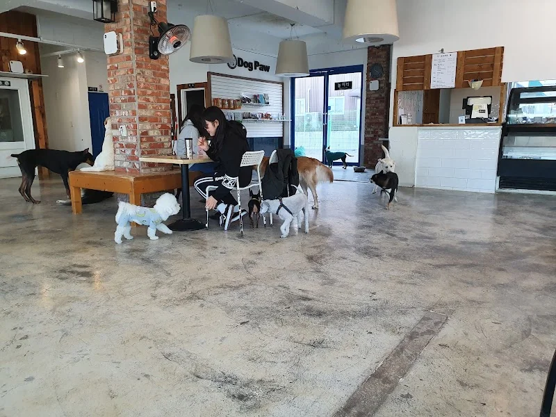 도그파우애견카페 울산 북구 애견카페