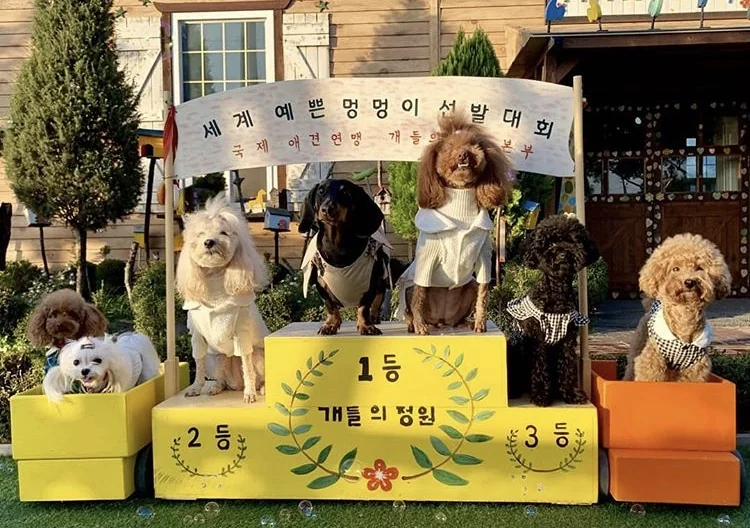 개들의정원 이천시 애견카페