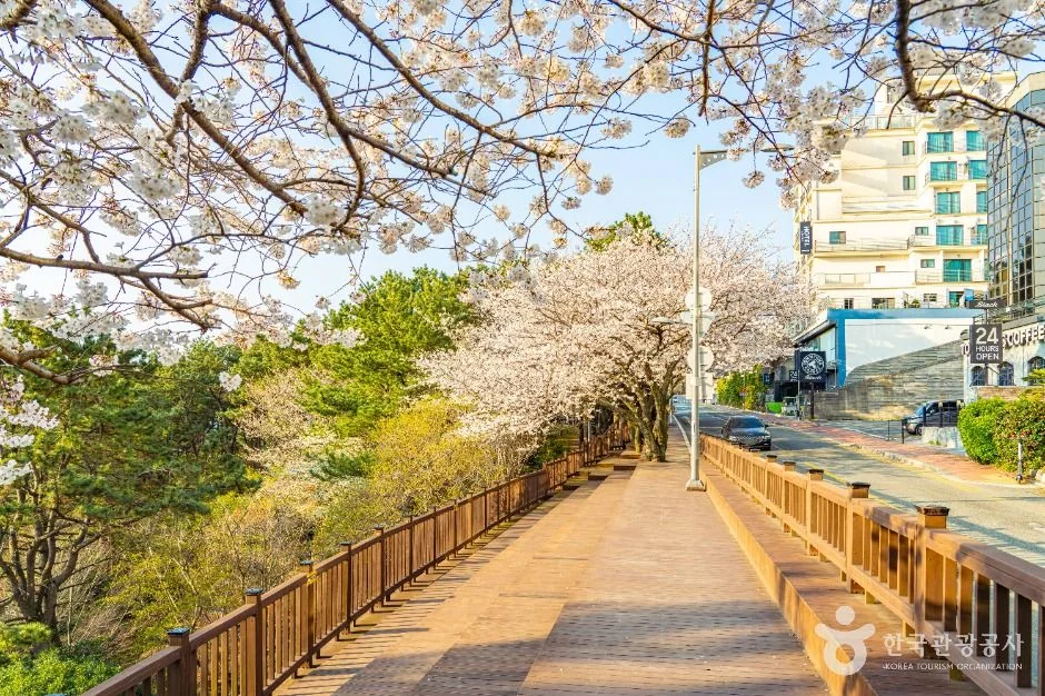 문탠로드 해운대구 애견여행지