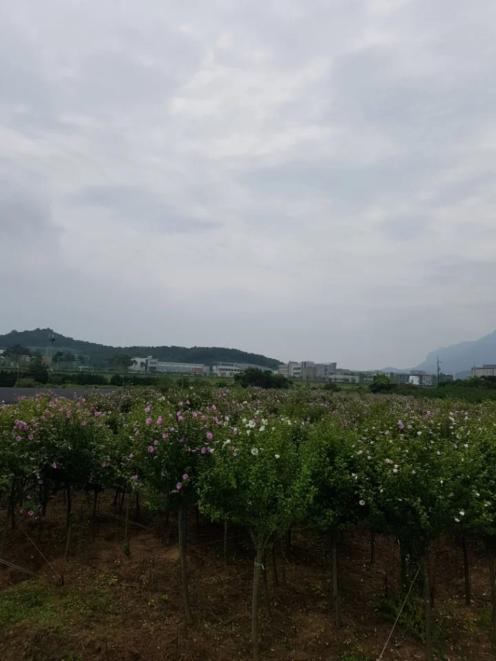 최일순짬뽕순두부 강릉시 애견맛집