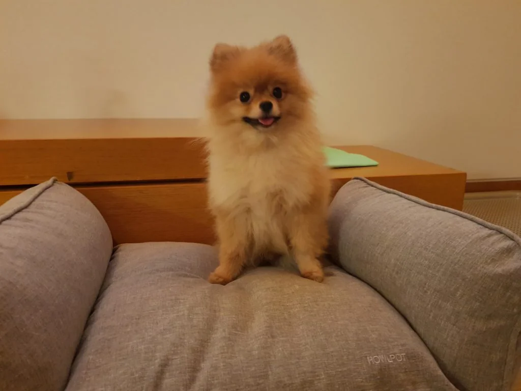 도리네 애견호텔 사천시 애견숙소