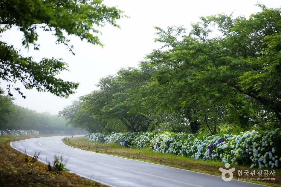 녹산로 유채꽃도로 서귀포시 애견여행지