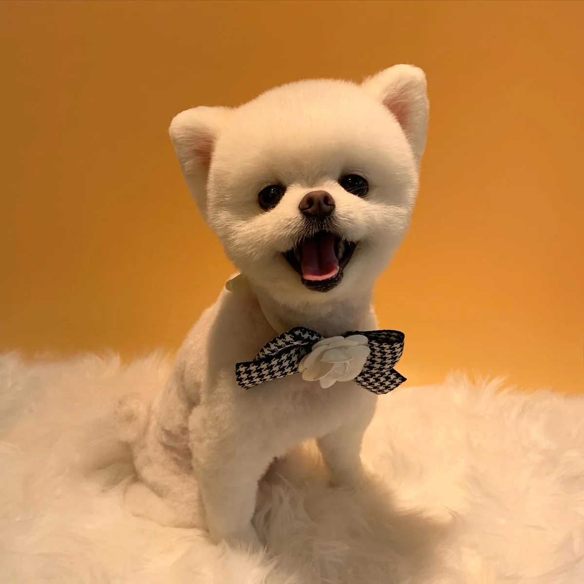 복댕이애견호텔 동해시 애견숙소