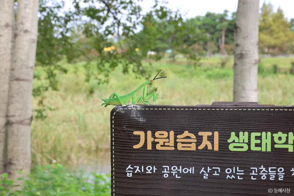 가원습지 생태자연공원 동해시 애견여행지