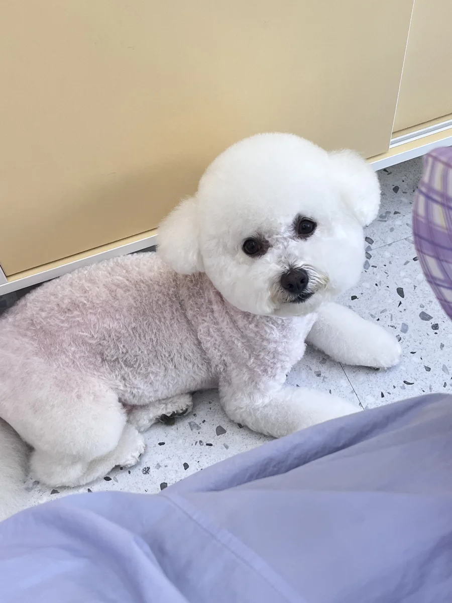 행복한 산책 세종시 애견여행지