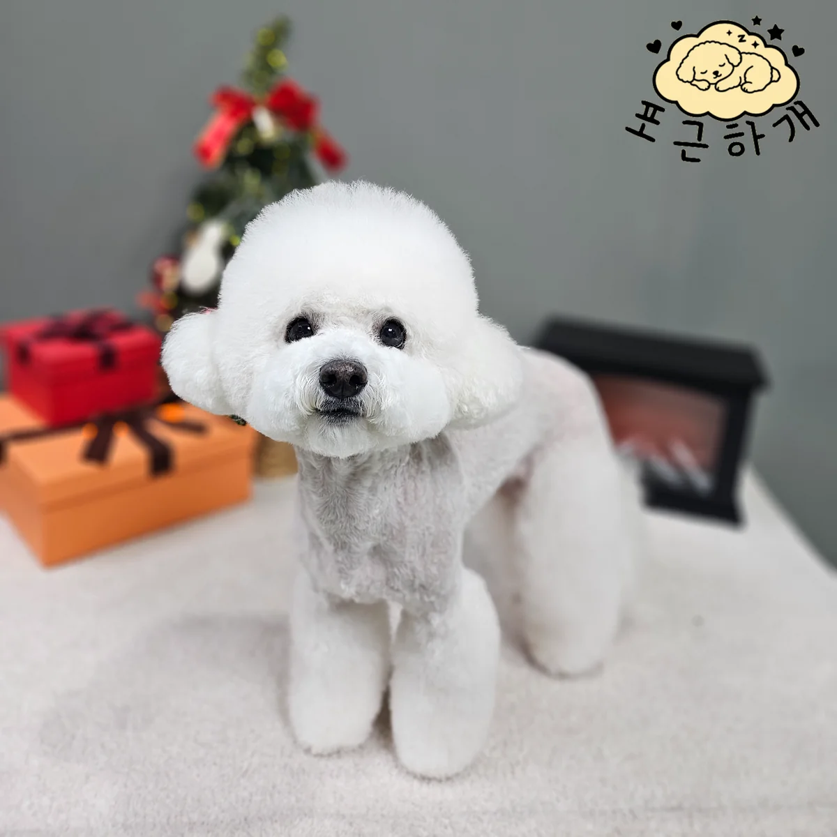 포근하개 여수시 애견숙소
