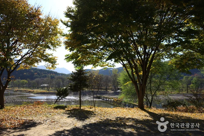 꿈엔들캠프 영월군 애견숙소