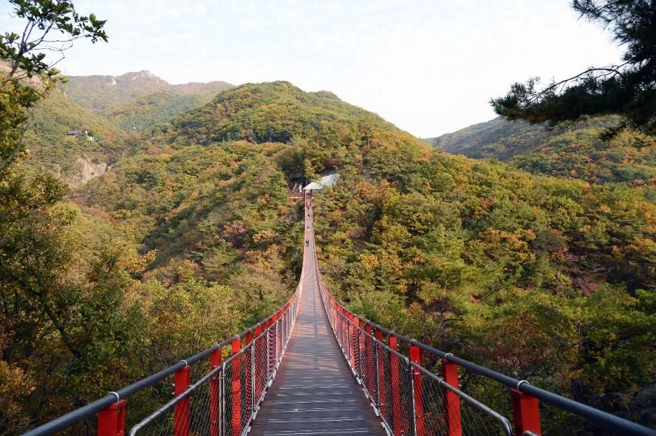 감악산 출렁다리 반려동물 동반 여행지