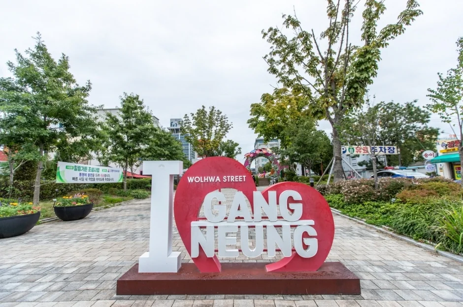강릉 월화거리 반려동물 동반 여행지