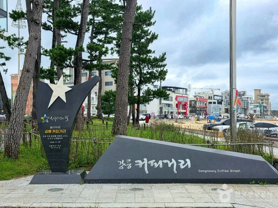 강릉커피거리 강릉시 애견여행지