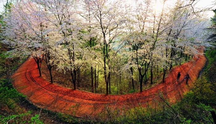 계족산 황톳길 반려동물 동반 여행지