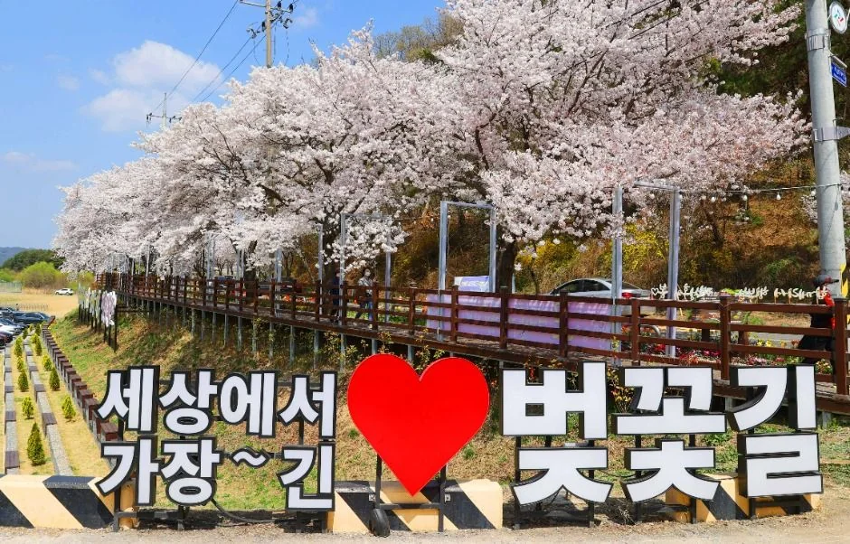 대청호 벚꽃길 반려동물 동반 여행지