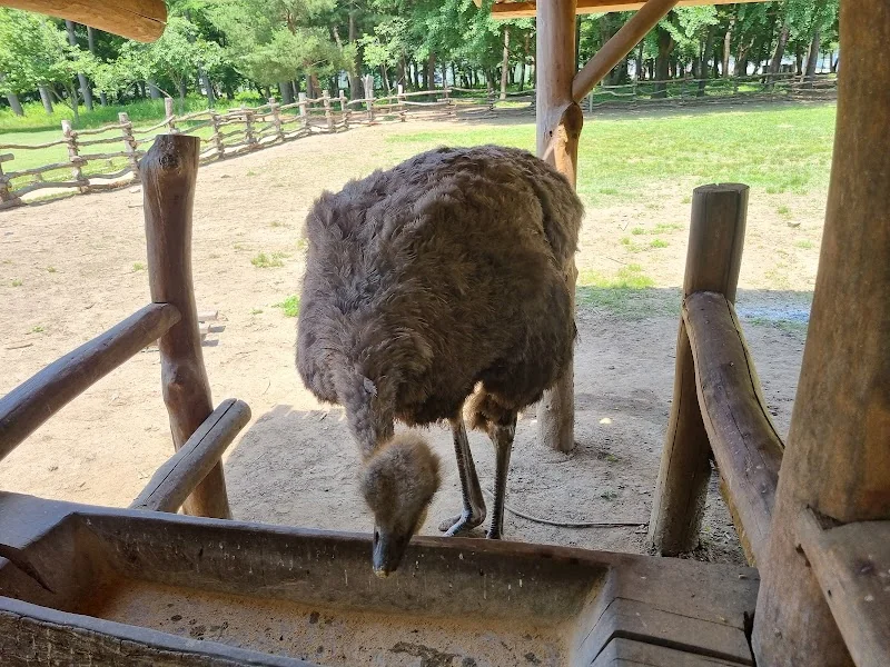 투개더파크 춘천시 애견여행지