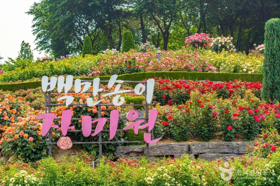 백만송이장미원 반려동물 동반 여행지