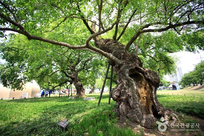 성주 경산리 성밖숲 반려동물 동반 여행지