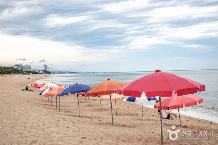 송정해변 반려동물 동반 여행지