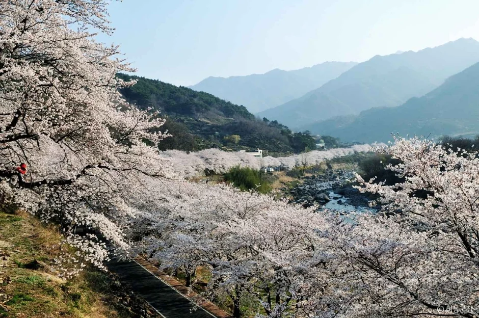 십리벚꽃길 반려동물 동반 여행지