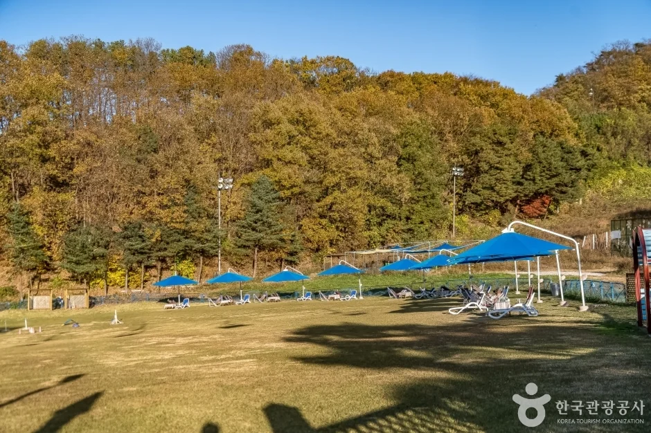 양지파인펫파크 반려동물 동반 여행지