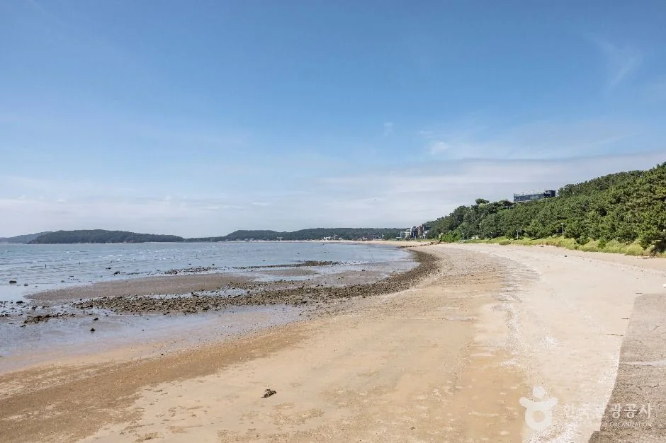 영종도 마시안해변 반려동물 동반 여행지