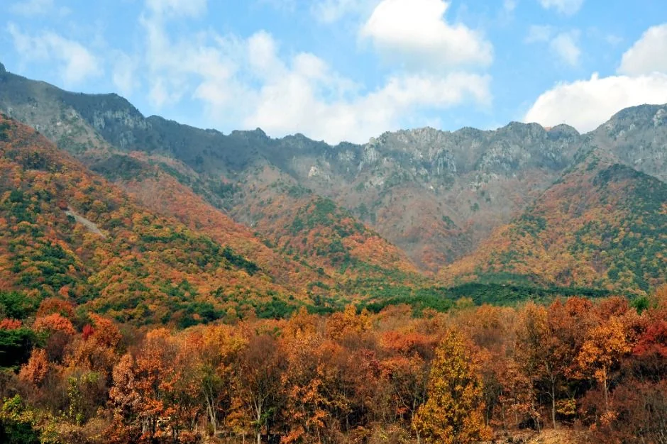 영축산 반려동물 동반 여행지
