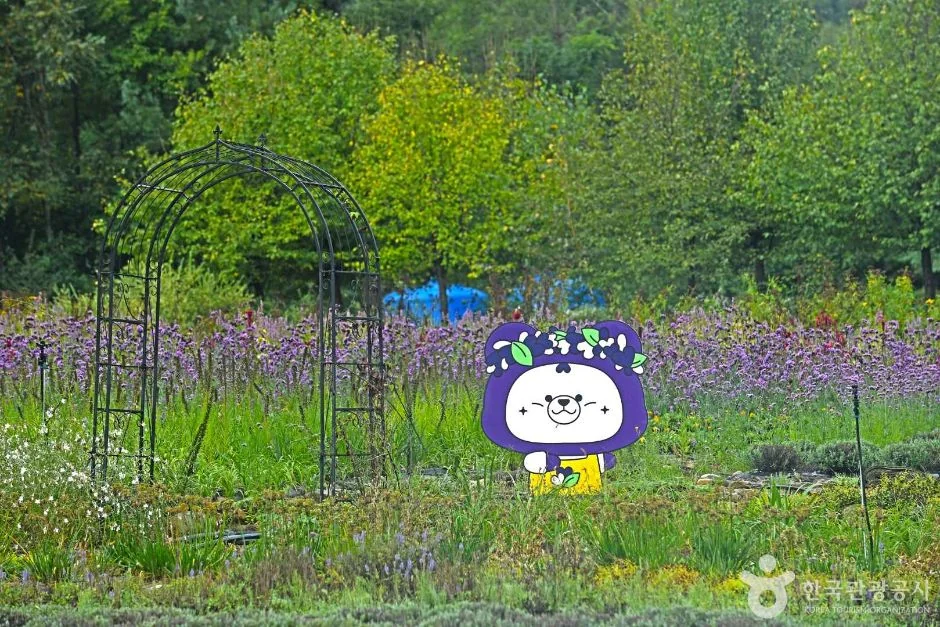 평창 라벤다팜 반려동물 동반 여행지