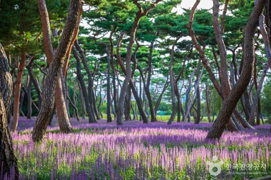 황성공원 반려동물 동반 여행지