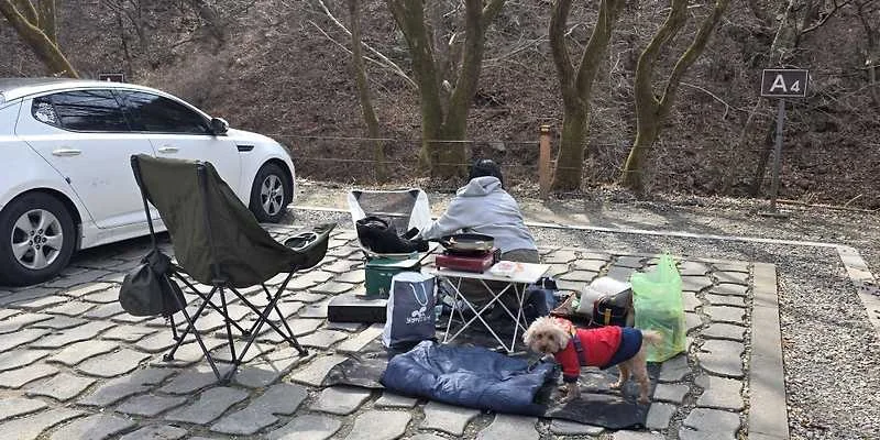 산디마을 오토캠핑장 대덕구 애견숙소