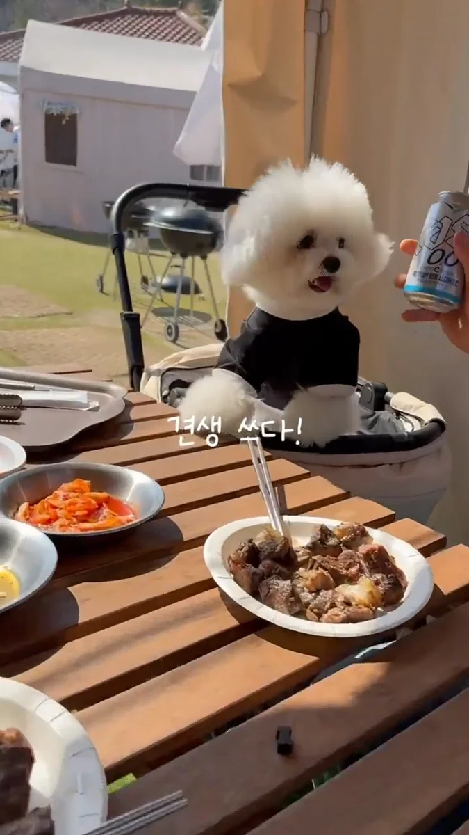 뉴욕바베큐 애뜨락점 임실군 애견맛집